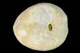 Oligocene Sea Biscuit (Echinolampas) Fossil - Australia #155925-1